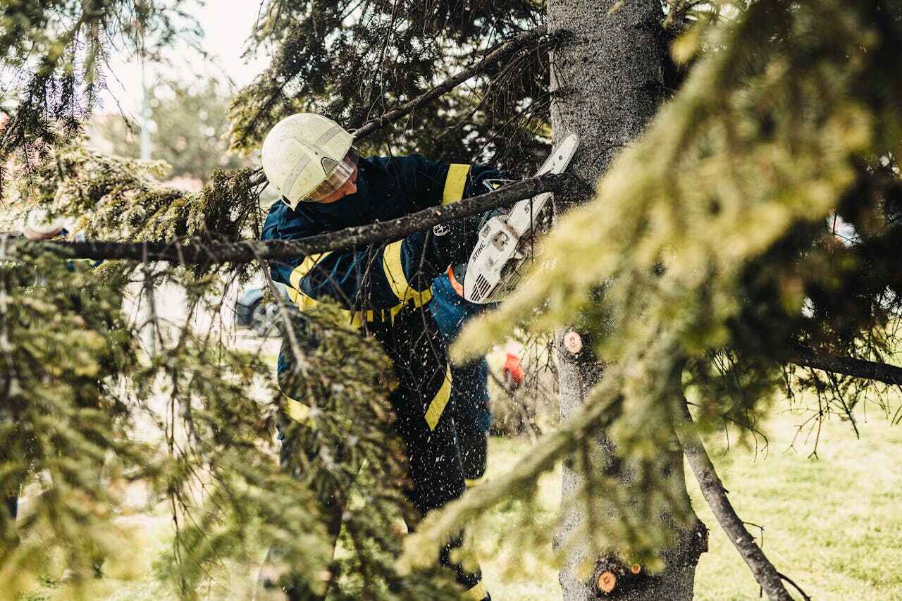 Emergency Storm Tree Removal in Palmyra, MO